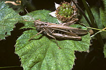 Common field grasshopper (Chorthippus brunneus) female, UK
