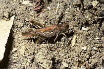 Common field grasshopper (Chorthippus brunneus) female, ovipositing in soil, UK