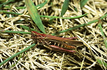 Common field grasshopper (Chorthippus brunneus) male, pink form, UK