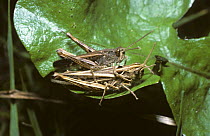 Common field grasshopper (Chorthippus brunneus) mating pair, UK