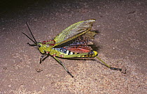 Grasshopper (Phymateus viridipes) male flashing his warningly coloured black-and-red wings, in savannah, Kenya