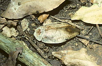 Cockroach (Gyna sp) a mimic of dead leaves, in forest, Kenya