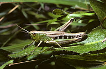 Meadow grasshopper (Chorthippus parallelus) female, UK