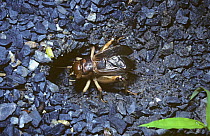 Cricket (Brachytrupes orientalis) male calling (stridulating) very loudly at the mouth of its burrow, which acts as an amplifier, at night in rainforest, Thailand