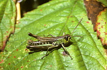Meadow grasshopper (Chorthippus parallelus) male, UK