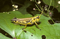 Differential grasshopper (Melanoplus differentialis) on rainforest edge. Can be a pest and is also the intermediate host to parasitic worms of poultry, Mexico