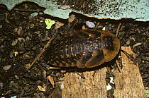 Giant cockroach (Blaberus giganteus) last instar nymph in a room with a bat roost, Trinidad