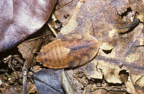 Cockroach (Homalopteryx laminata) female amongst leaf litter on the forest floor, Trinidad