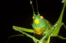 Bush-cricket / katydid (Neoconocephalus sp) with a yellow, warning coloration spot on its face, Trinidad