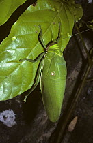 Hercules leaf katydid (Pseudophyllus hercules) at night in rainforest, Malaysia