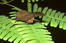 Monkey-hopper (Chorotypus sp.) resembling a dead leaf, but living amongst green vegetation, in rainforest, Malaysia