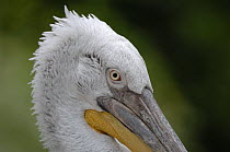 Dalmatian pelican (Pelecanus crispus) captive, IUCN red list of endangered species