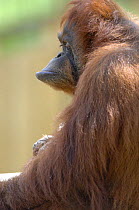 Orang utan female (Pongo pygmaeus) aged 32 years. Captive, red list of endangered species