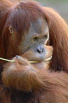 Young male orang utan (Pongo pygmaeus) aged 9 years, chewing branch. Captive, IUCN red list of endangered species