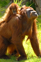 Orang utan (Pongo pygmaeus) female with her baby on her back. Captive, IUCN red list of endangered species