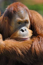 Orang utan (Pongo pygmaeus) young male (aged 9 years), captive, IUCN red list of endangered species