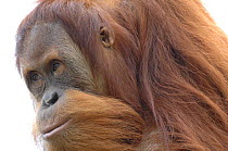 Orang utan (Pongo pygmaeus), young male aged 9 years, captive, IUCN red list of endangered species
