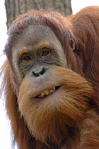 Orang utan (Pongo pygmaeus), young male aged 9 years, "smiling", captive, IUCN red list of endangered species