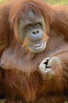 Orang utan (Pongo pygmaeus) female aged 32 years, captive, IUCN red list of endangered species