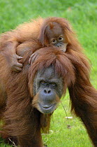 Orang utan (Pongo pygmaeus) female with her baby, captive, IUCN red list of endangered species
