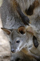 Red-necked wallaby (Macropus rufogriseus rufogriseus) joey looking out of pouch. Captive, IUCN red list of endangered species