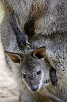 Red-necked wallaby (Macropus rufogriseus rufogriseus) joey looking out of pouch. Captive, IUCN red list of endangered species