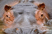 Hippopotamus (Hippopotamus amphibius) face close up, surfacing from water. Captive, IUCN red list of vulnerable species