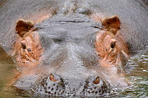 Hippopotamus (Hippopotamus amphibius) face close-up surfacing from water. Captive, IUCN red list of vulnerable species