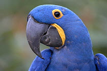 Hyacinth macaw (Anodorhynchus hyacinthinus), captive, IUCN red list of endangered species