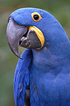 Hyacinth macaw (Anodorhynchus hyacinthinus), captive, IUCN red list of endangered species