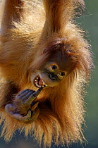 Orang utan (Pongo pygmaeus) young female, 2 years old, swinging, captive, IUCN red list of endangered species