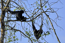Siamang gibbons (Hylobates syndactylus) hanging in tree, captive, IUCN red list of endangered species