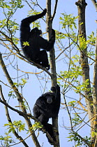 Siamang gibbons (Hylobates syndactylus) in tree, captive, IUCN red list of endangered species
