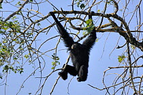 Siamang gibbon (Hylobates syndactylus) hanging in tree, captive, IUCN red list of endangered species