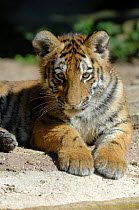 Siberian tiger (Panthera tigris altaca) cub, aged 5 months, captive, IUCN red list of endangered species