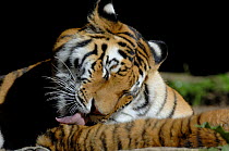 Siberian tiger (Panthera tigris altaca) female licking her cub, captive, IUCN red list of endangered species