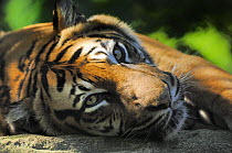 Sumatran tiger (Panthera tigris sumatrae) resting. Captive, IUCN red list of endangered species
