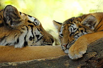 Siberian tiger (Panthera tigris altaca) female with her cub resting. Captive, IUCN red list of endangered species