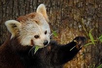 Red panda (Ailurus fulgens) feeding on bamboo leaves, captive, IUCN red list of endangered species