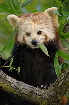 Red panda (Ailurus fulgens) feeding on bamboo leaves, captive, IUCN red list of endangered species