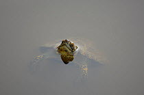 European pond turtle (Emys orbicularis) swimming, IUCN red list of endangered species