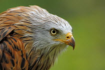 Red kite (Milvus milvus), IUCN red list of endangered species captive, France