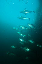 Bluefin tuna {Thunnus thynnus} in fish farm, Kusimoto, South Japan