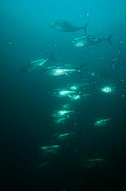 Bluefin tuna {Thunnus thynnus} in fish farm, Kusimoto, South Japan