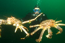 Diver holding two Giant red king crabs {Paralithodes camtschaticus} Kirkiness, Norway