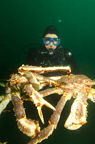 Diver holding two Giant red king crabs {Paralithodes camtschaticus} Kirkiness, Norway