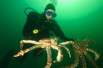 Diver with two Giant red king crabs {Paralithodes camtschaticus} Kirkiness, Norway