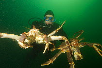 Diver with two Giant red king crabs {Paralithodes camtschaticus} Kirkiness, Norway
