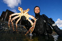 Diver coming to the surface with Giant red king crab {Paralithodes camtschaticus} Kirkiness, Norway
