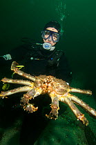 Diver with Giant red king crab {Paralithodes camtschaticus} Kirkiness, Norway